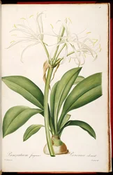 Hymenocallis fragrans